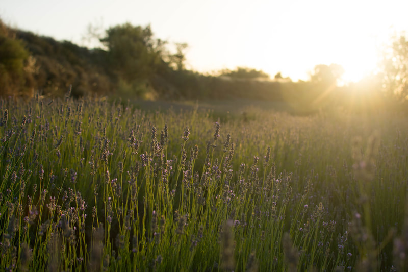 Aceite esencial de lavanda - Zaida Garcia