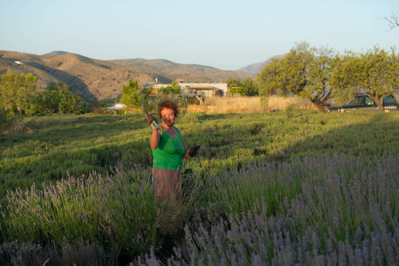 Aceite esencial de lavanda - Zaida Garcia