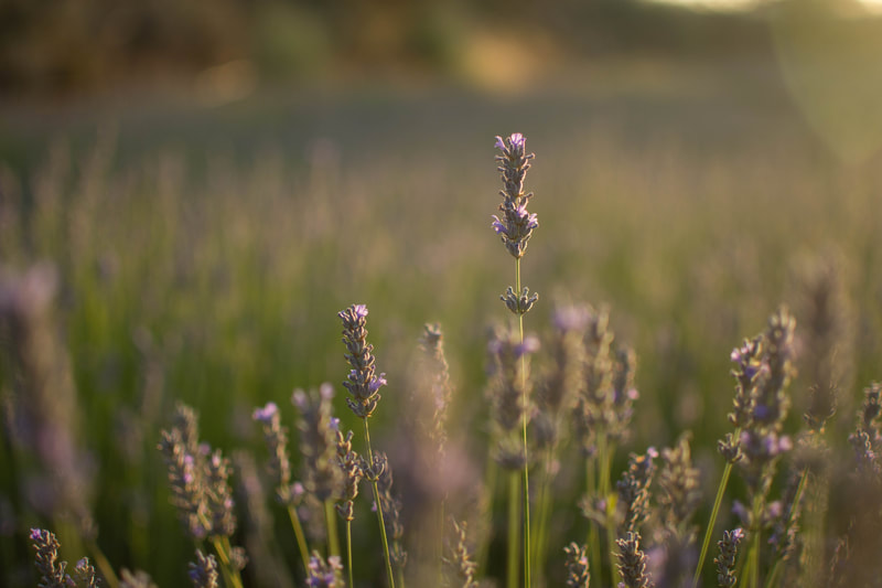 Aceite esencial de lavanda - Zaida Garcia