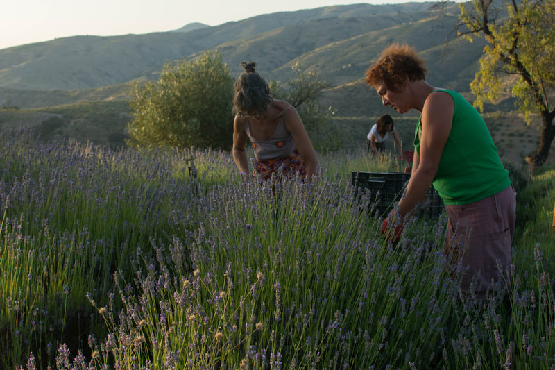 Aceite esencial de lavanda - Zaida Garcia
