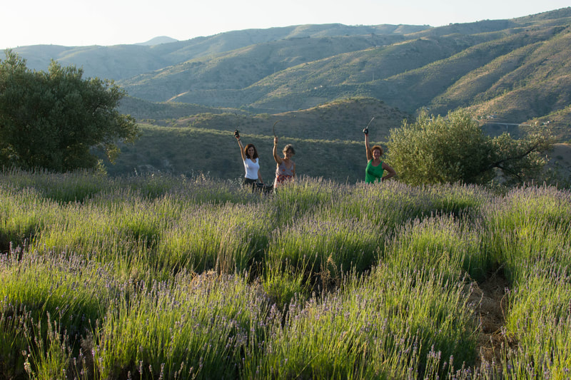 Aceite esencial de lavanda - Zaida Garcia
