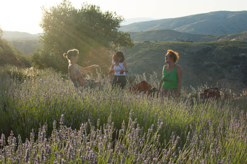 Aceite esencial de lavanda - Zaida Garcia