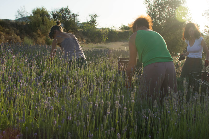 Aceite esencial de lavanda - Zaida Garcia
