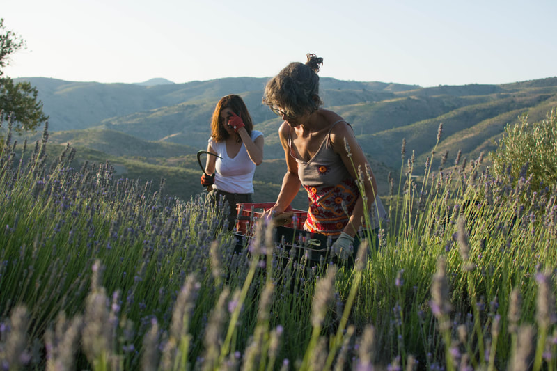Aceite esencial de lavanda - Zaida Garcia
