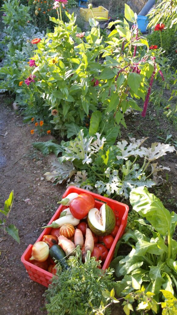 Huerto - Zaida García Yoga