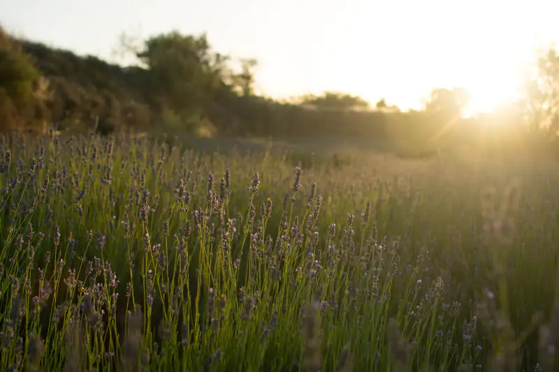 Aceite esencial de lavanda - Zaida Garcia