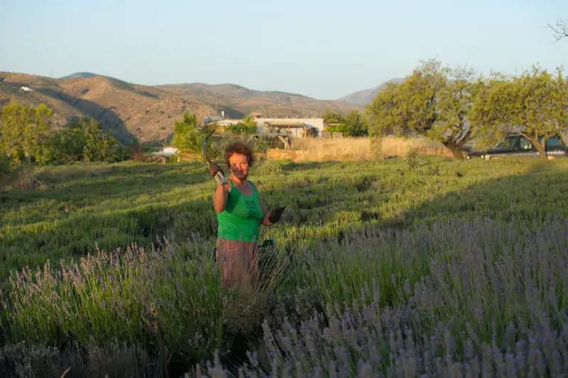Aceite esencial de lavanda - Zaida Garcia