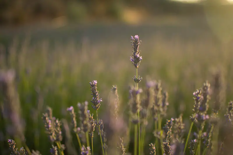 Aceite esencial de lavanda - Zaida Garcia