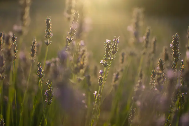 Aceite esencial de lavanda - Zaida Garcia