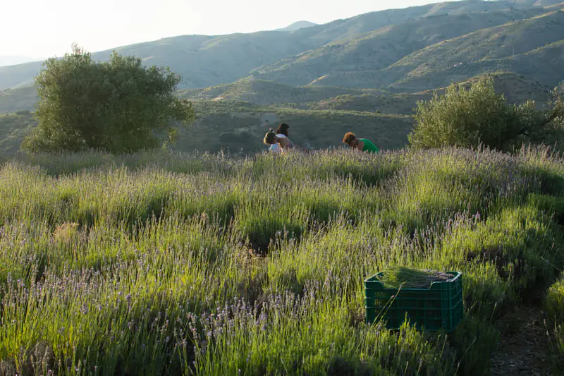 Aceite esencial de lavanda - Zaida Garcia