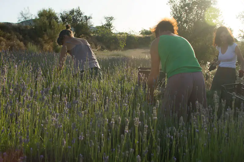 Aceite esencial de lavanda - Zaida Garcia